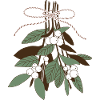 Twigs with snowberries, green - brown.