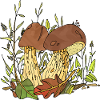 Fungi