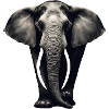 Majestic Elephant