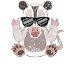 Opossum Rock Pure Coolness