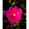 Cosmea