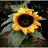 Sunflower for You