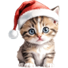 STP_K01/chaton