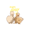 Seidenhuhn Silkie Chicken