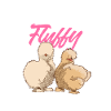 Seidenhuhn Silkie Chicken