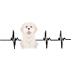 Coton de tulear heartbeat