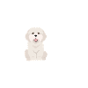 Coton de tulear heartbeat