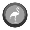 Flamenco Flamingos Flamenco