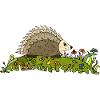 Hedgehog