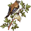 Bunter Vogel