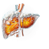Dr. Alkleber