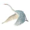 Great White Egret Illustration
