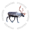 PRANCER
