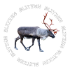 BLITZEN