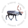 DASHER