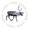 DONNER
