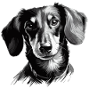 Dachshund Drawing
