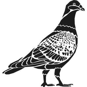 Taube | Pigeon | Stadttaube
