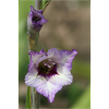 Gladiolus – starch in bloom