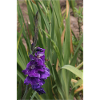 Gladiolus – starch in bloom