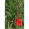Gladiolus – starch in bloom