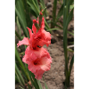 Gladiolus – starch in bloom