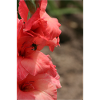 Gladiolus – starch in bloom