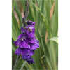 Gladiolus – starch in bloom