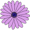 Flower Purple Marguerite