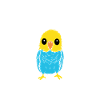Oiseaux perruches humour petite perruche