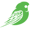Cute little parakeet