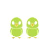 Oiseaux perruches humour petite perruche