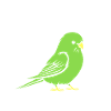Oiseaux perruches humour petite perruche