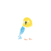 Oiseaux perruches humour petite perruche