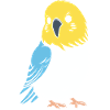 Cute little parakeet