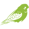 Cute little parakeet