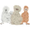 Seidenhuhn Silkie Chicken