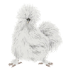 Seidenhuhn Silkie Chicken