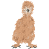 Seidenhuhn Silkie Chicken