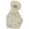 Seidenhuhn Silkie Chicken