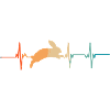 Rabbit heartbeat