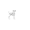Dalmatian heartbeat