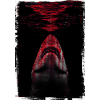 Le requin