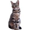 Katze Katzen Süßes Kätzchen Weihnachtsgeschenk