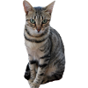 Chat chat chaton doux