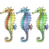 Hippocampes