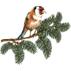 Bunter Vogel