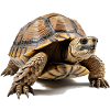 Turtles are impressive creatures