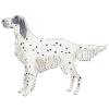English Setter Funny dogs