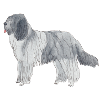 Schapendoes Funnydog